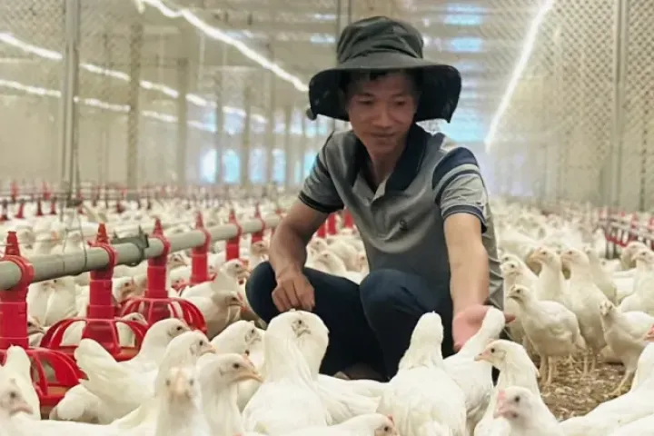 Thanh niên Hà Tĩnh khởi nghiệp với đàn gà siêu trứng, doanh thu tiền tỉ