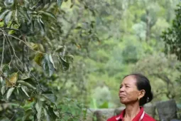 Thủ phủ hồng Nghệ An mất mùa