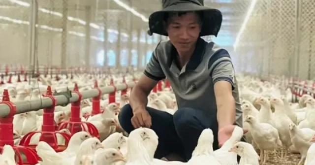 Thanh niên Hà Tĩnh khởi nghiệp với đàn gà siêu trứng, doanh thu tiền tỉ