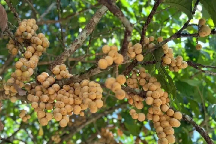 Bội thu đặc sản bòn bon 'tiến vua'