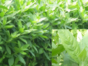 Loại cây trồng làm hàng rào, thường dùng để hỗ trợ giảm đau nhức xương khớp, cảm cúm
