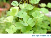 Cây thuốc đa năng, dưỡng thận, bổ tim, mọc dại khắp nơi ít người biết tận dụng