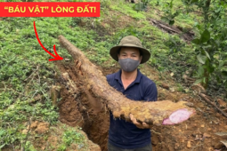 Tin tức sức khỏe - Việt Nam có một “báu vật dưới lòng đất” dài cả mét, tuy xấu xí nhưng siêu bổ dưỡng cho bàng quang!
