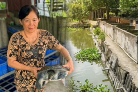 Từ 6 triệu đồng khởi nghiệp, người phụ nữ trở thành giám đốc hợp tác xã nuôi con đặc sản, doanh thu 5 tỉ đồng/năm