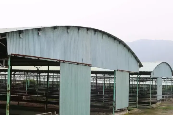 Đấu giá, thu hồi nợ 'siêu dự án' chăn nuôi bò ở Hà Tĩnh