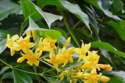 Vụ nhóm học sinh ăn lá ngón, một em tử vong: Hé lộ nguyên nhân ban đầu