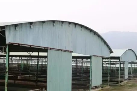 Đấu giá, thu hồi nợ 'siêu dự án' chăn nuôi bò ở Hà Tĩnh